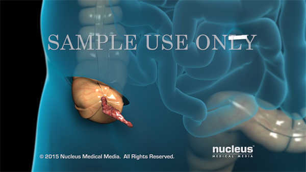 醫(yī)學(xué)系統(tǒng)解剖學(xué)3d動(dòng)畫演示