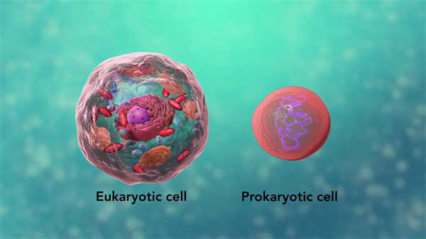 3d動畫醫(yī)學(xué)支氣管炎肺泡演示