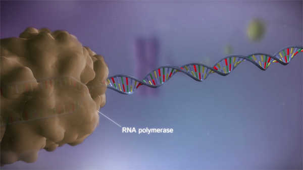 精品醫(yī)學(xué)動(dòng)畫(huà)