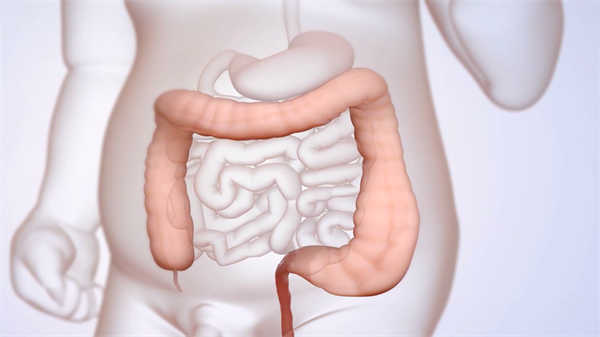 消化系統三維醫學動畫