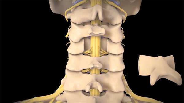 醫(yī)療醫(yī)學(xué)動畫脊柱